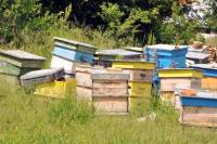 Искахме да си купим мед от „майсторите пчелари“, които втора година усвояват средства от различни земеделски фондове на ЕС. Оказа се, че освен мед, няма и пчели в тези кошери
