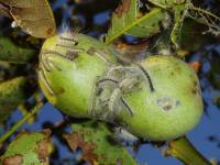 Ако не се вземат мерки, гъсениците могат да унищожат цялото плодно дръвче