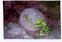Каменен диск, разграфен с различни знаци по него, „открит“ в бургаския регион
