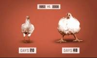 С ГМО фуражите пилетата нарастват по-бързо и стават доста по-едри от предшествениците си преди години