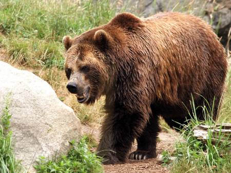 Намаляват конфликта „мечка–човек” в Смолянско