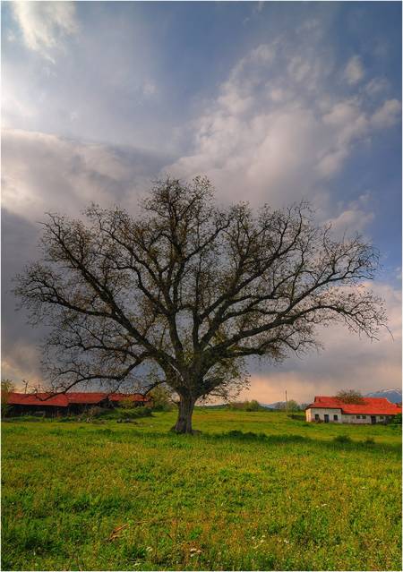 Хроники: Орехови дървета край пътя и еврейска мандра в Рудник