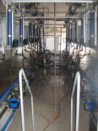 Доилната зала, където всяка крава се къпе, преди да даде мляко