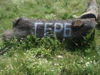 Трупите на отсечените дървета са маркирани старателно с надпис „ГЕРБ“