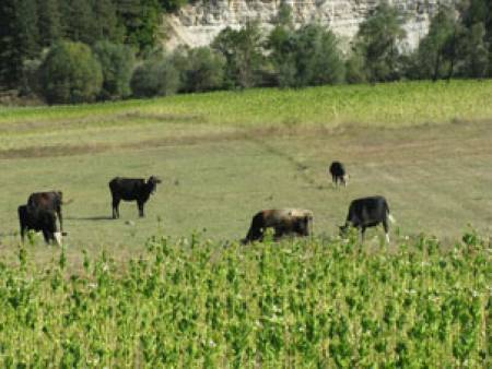 В Родопите – край на тютюна, ще гледат говеда