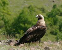 Царски орел Снимка Стоян Николов