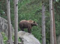 Обикновено мечките живеят в горите, а не се разхождат край оживените шосета