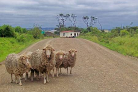 Може ли в населено място да се гледат овце
