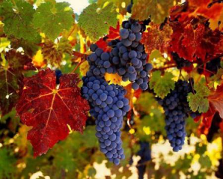 От гроздето става не само вино