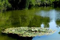 Езерото, в което цъфтят водни лилии