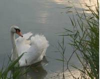 Край езерото гнездят над 70 вида птици