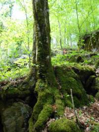 В корените на това дърво, извисяващо се точно срещу аязмото в старото тракийско оброчище Индипасха в Странджа планина, има скрит геокеш