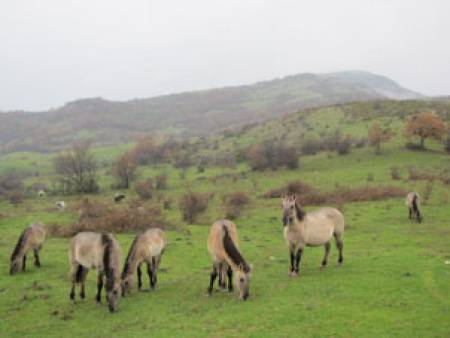 Вълци атакуваха стадо диви коне в Родопите
