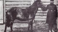Единствената известна снимка на дивия кон тарпан, направена през 1884 г.