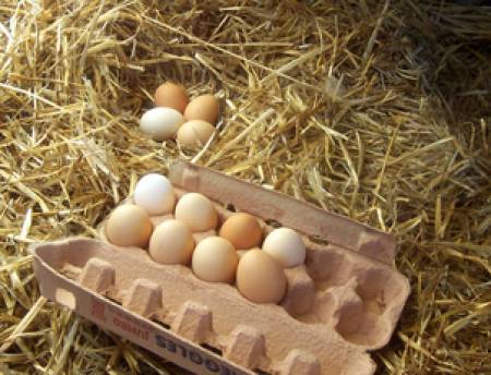 Прясно кокоше яйце спира кръвоизливи