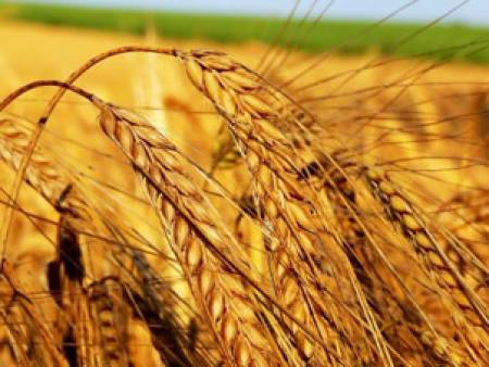 Нов сорт пшеница с древни гени