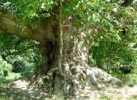 Край пловдивското село извисява снага най-дебелото дърво в България
