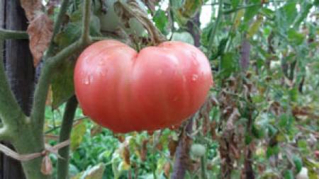 Иде ли краят на българския розов домат