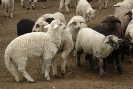 ЕК ще финансира реклама на овче месо
