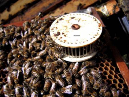 Пчеларите кандидатстват за помощи до 2 септември