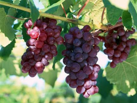 Реколтата от грозде ще достигне 250 000 тона