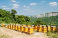 Еврокомисията забрани опасните за пчелите пестициди, но въпреки това от бранша очакват висока смъртност