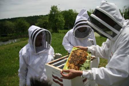 Греков призова пчеларските организации да се обединяват