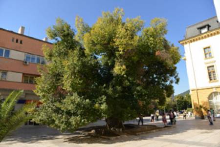 Старият бряст в Сливен стана Европейско дърво на годината