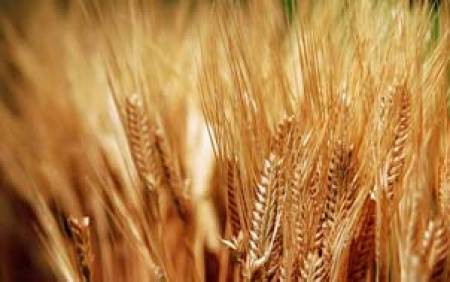 Учени създадоха четири нови сорта пшеница