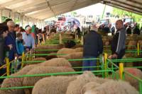Над 300 фермери от цялата страна представиха редки породи овце на националния си  събор