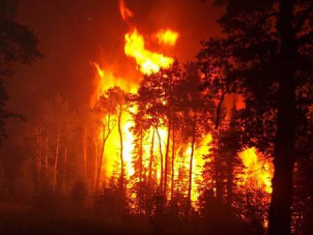 Агроминистерството взема мерки срещу горските пожари
