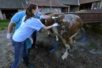 Трудът на ветеринарите е тежък и в много случаи и опасен  Снимка: vier-pfoten.bg