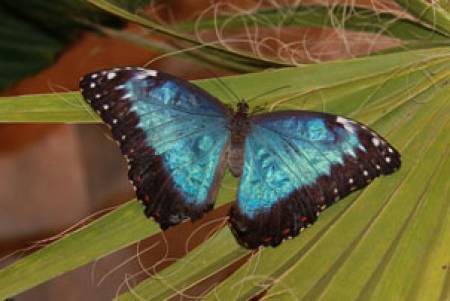 Живи тропически пеперуди в музея