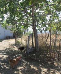 Под смокините в градинката на фараджиите щъкат свободно щастливи кокошки