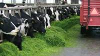 Много е възможно цените на млечните продукти в Европа да се сринат заради руското ембарго