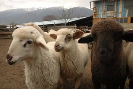 Отпуснаха 4,65 млн. лв. за изхранване на овце-майки