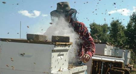 Приключи схемата за кредитиране по пчеларската програма