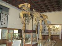 Дейнотериум от Палеонтологичния музей в Асеновград