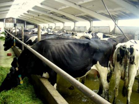 50% от българските говедовъди са пред фалит