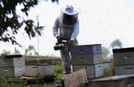Подпомагат сдруженията на пчеларите с 350 хил. лв.