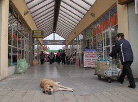 Във Велико Търново: Бездомно куче струва колкото едно дете