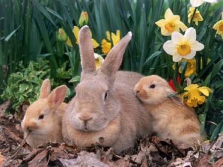 Пазете зайците от смъртоносни вируси