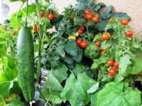 За доматите краставиците са лоши съседи, докато краставиците се чувстват добре в съседството на доматите 