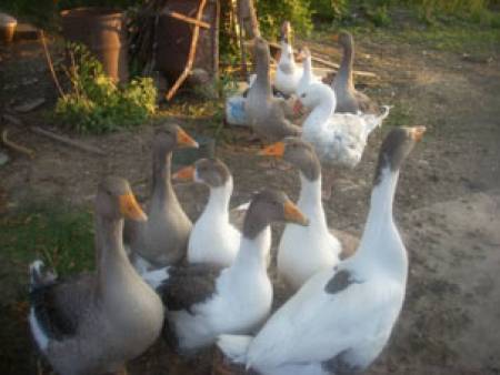 Ново 20: 100 лева глоба за селските патки