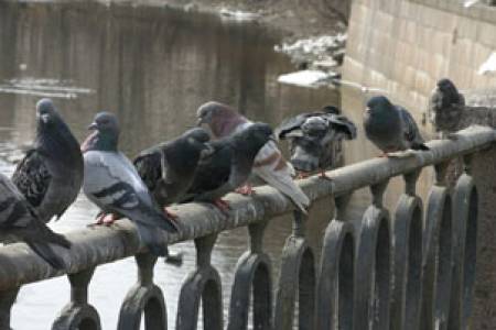 Паразити причиняват болести по гълъбите