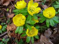 Защитеният български ерантис е едно от първите пролетни цветя