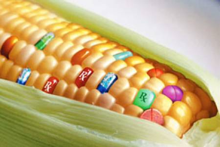 България сама ще решава да се влагат ли ГМО в храни и фуражи