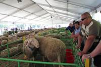 Голям интерес сред посетителите предизвикаха редките породи български овце