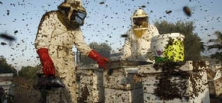Близо 5000 пчелари искат помощ de minimis