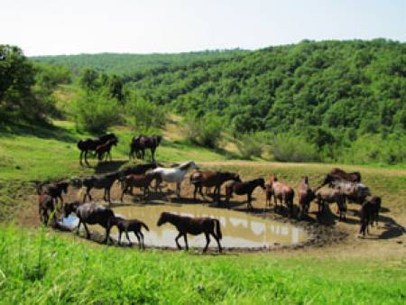Българските коневъди ще бъдат подпомогнати с 500 000 лева